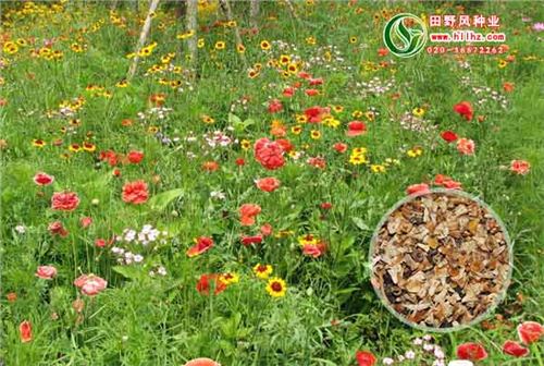 江南花乡野花组合