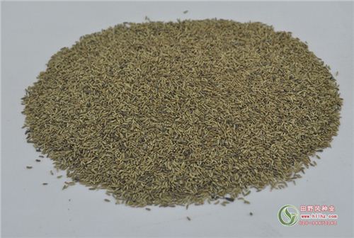 白晶菊花种子