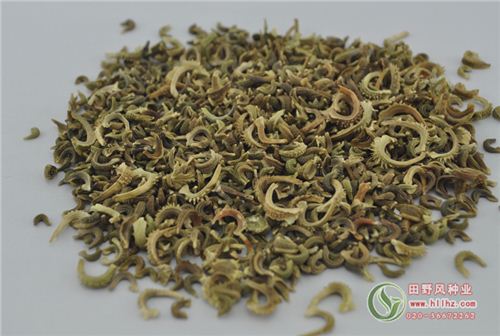 金盏菊花种子