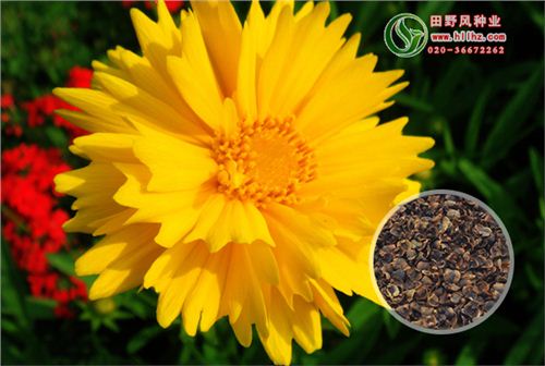 金鸡菊花卉种子