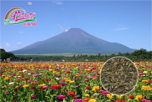 百日草花卉种子