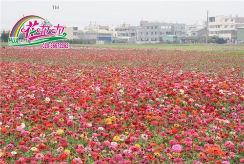 百日草花卉种子