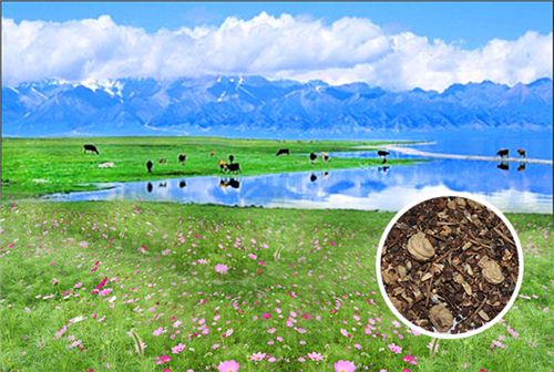 耐湿野花组合
