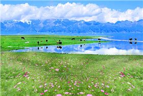 耐湿野花组合
