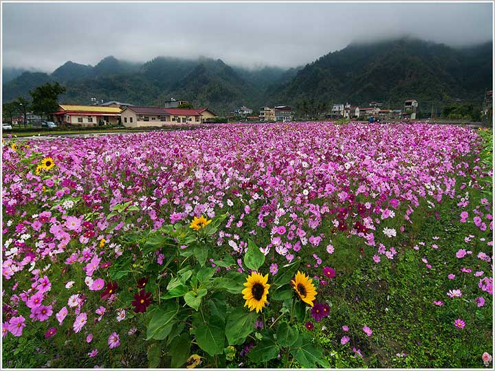 广东省广州海珠湿地公园花卉景观工程案例介绍